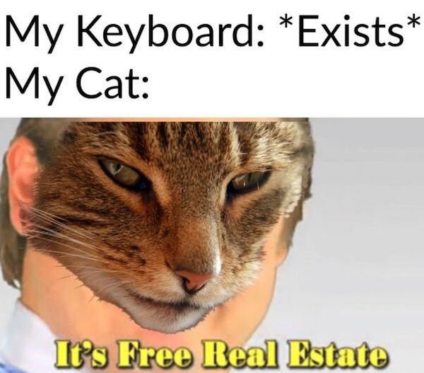 Cat Memes (44 pics)