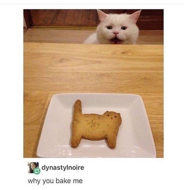 Cat Memes (44 pics)