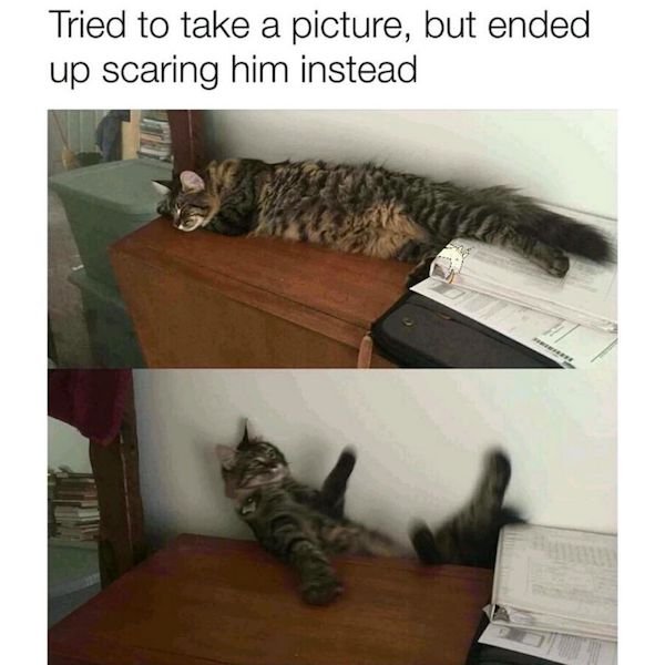 Cat Memes (44 pics)