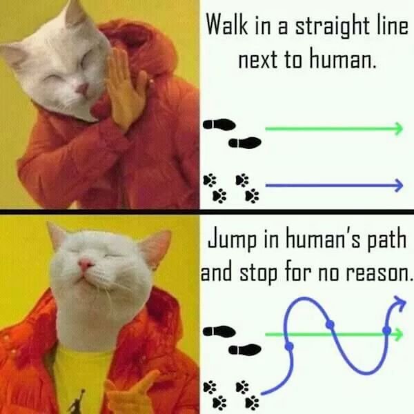 Cat Memes (44 pics)