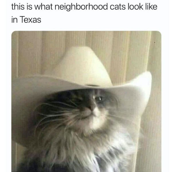 Cat Memes (44 pics)