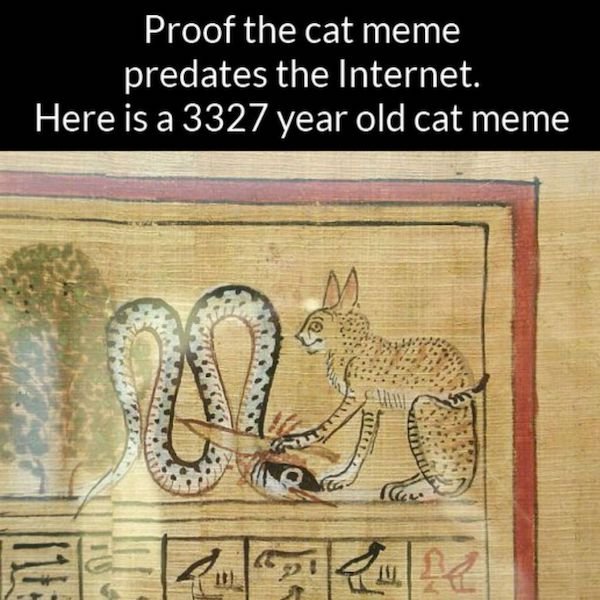 Cat Memes (44 pics)