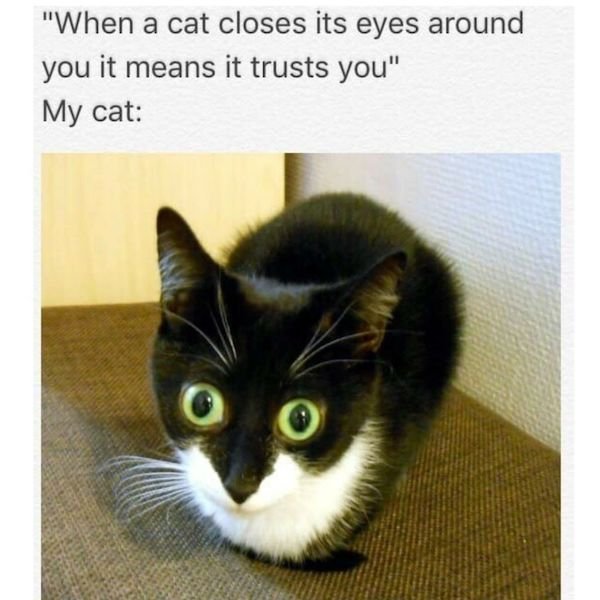Cat Memes (44 pics)