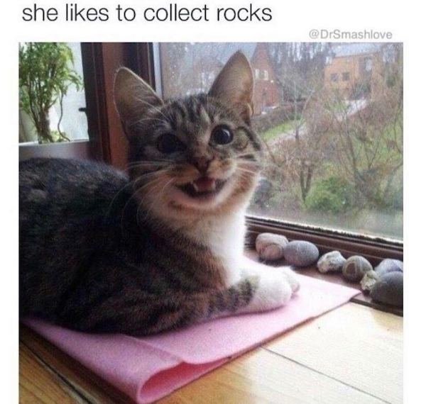 Cat Memes (44 pics)