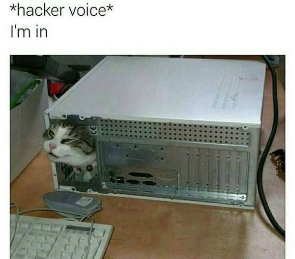 Cat Memes (44 pics)