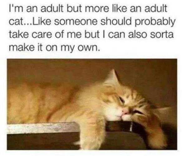 Cat Memes (44 pics)