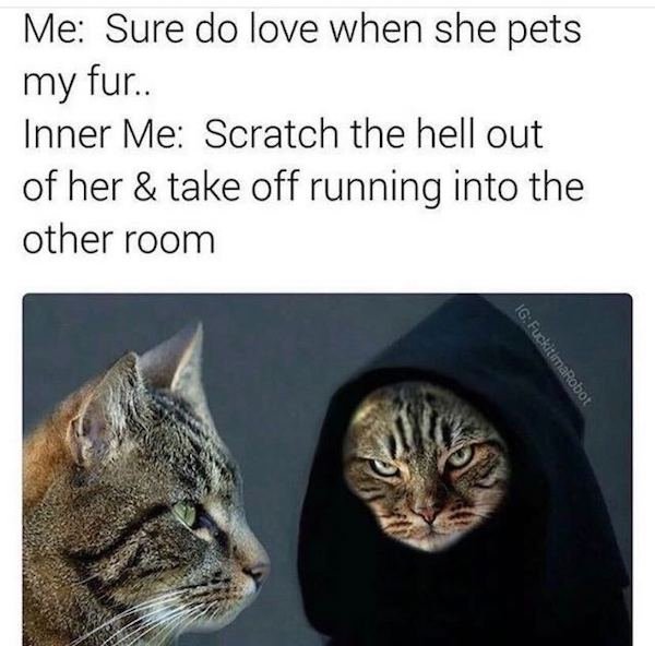 Cat Memes (44 pics)