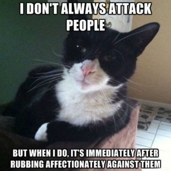 Cat Memes (44 pics)