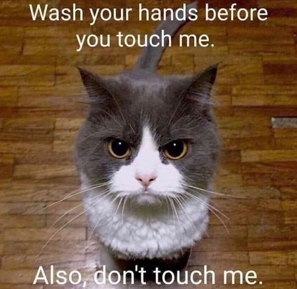 Cat Memes (44 pics)