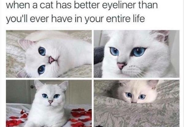 Cat Memes (44 pics)
