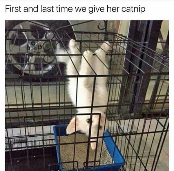 Cat Memes (44 pics)