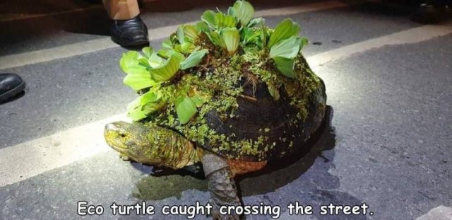 Acid Picdump. Part 1 (95 pics)