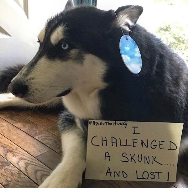 Shame On These Pets (29 pics)