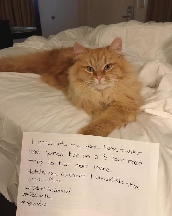 Shame On These Pets (29 pics)