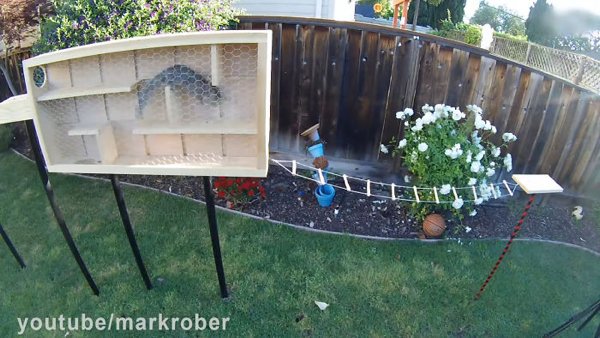 This Guy Built An Attraction For Squirrels (31 pics)
