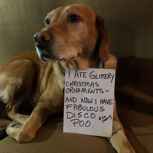 Shame On These Pets (29 pics)