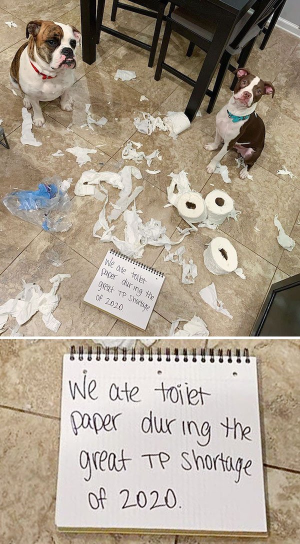 Shame On These Pets (29 pics)