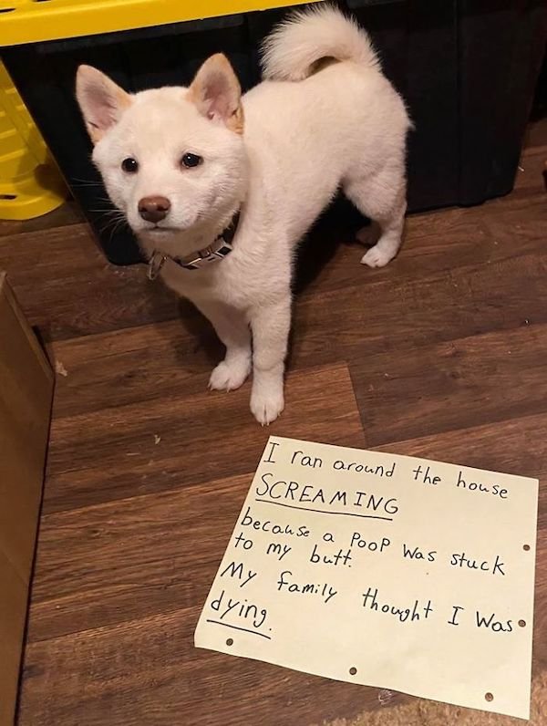Shame On These Pets (29 pics)