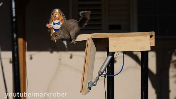 This Guy Built An Attraction For Squirrels (31 pics)