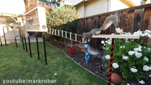 This Guy Built An Attraction For Squirrels (31 pics)