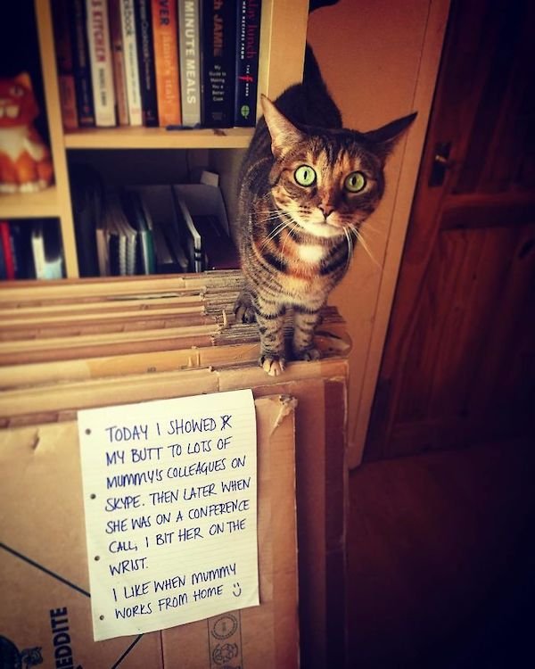 Shame On These Pets (29 pics)