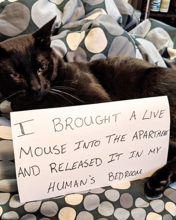 Shame On These Pets (29 pics)