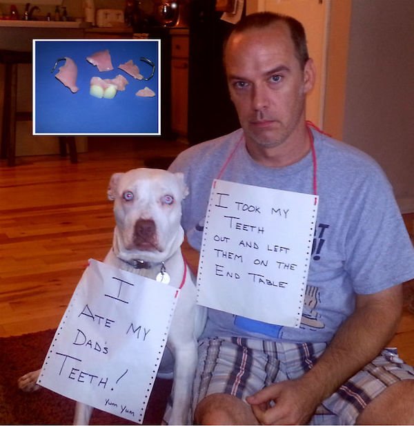 Shame On These Pets (29 pics)