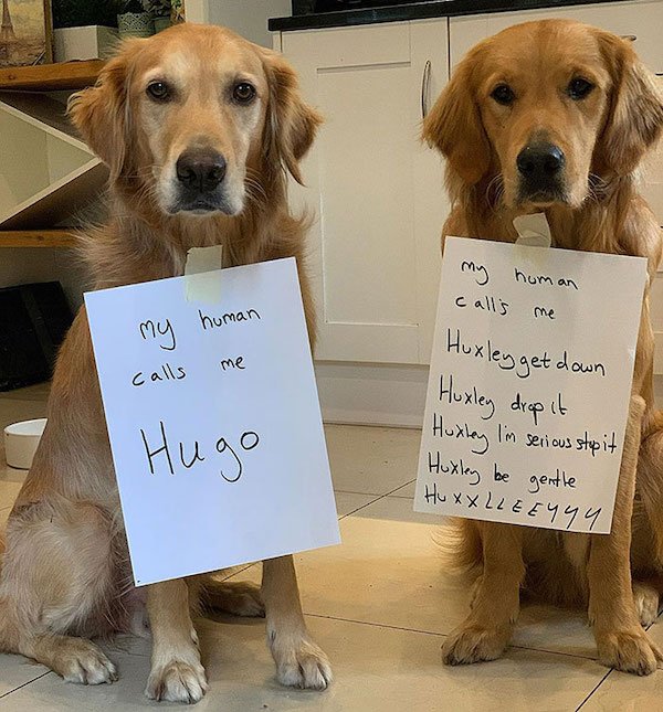 Shame On These Pets (29 pics)