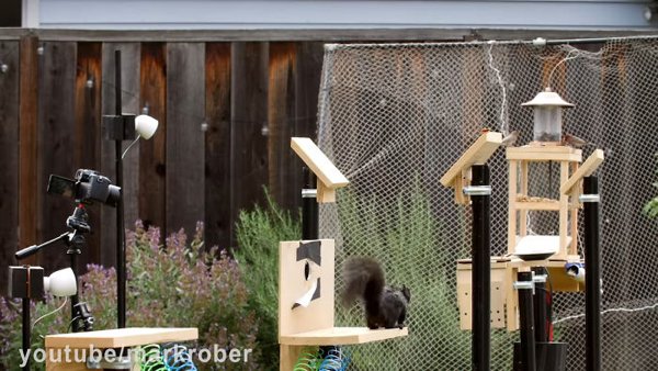 This Guy Built An Attraction For Squirrels (31 pics)