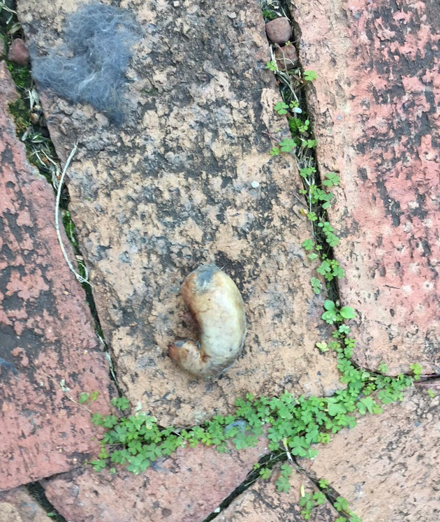 What Are These Things For? (20 pics)