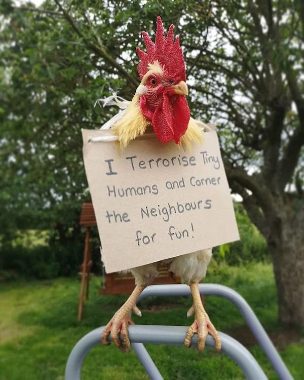 Shame On These Pets (29 pics)