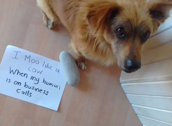 Shame On These Pets (29 pics)