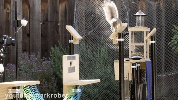 This Guy Built An Attraction For Squirrels (31 pics)