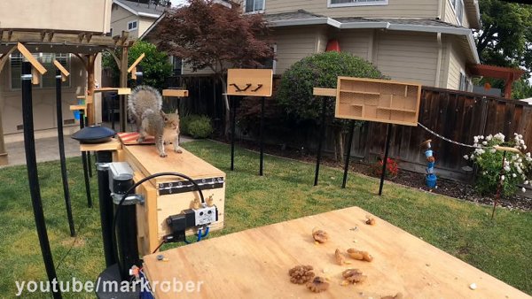 This Guy Built An Attraction For Squirrels (31 pics)