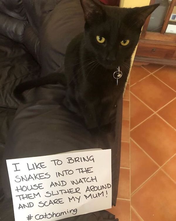 Shame On These Pets (29 pics)