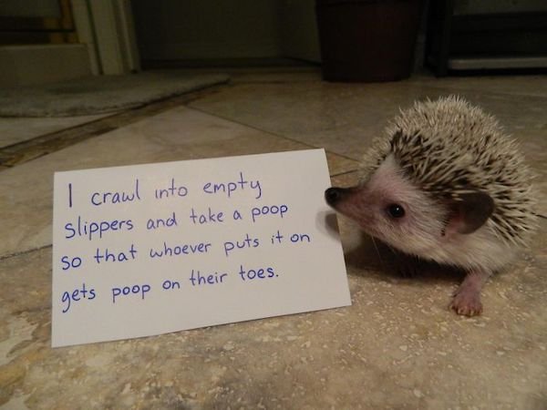 Shame On These Pets (29 pics)