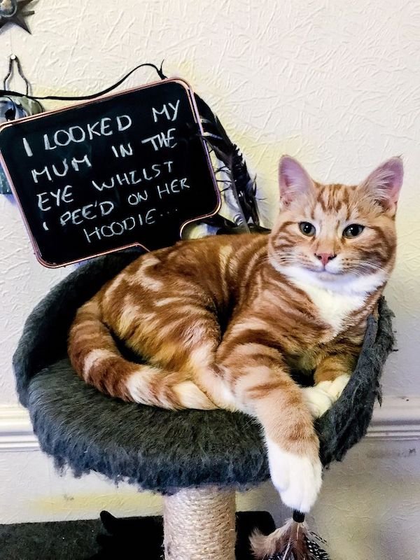 Shame On These Pets (29 pics)