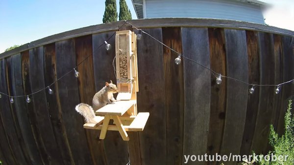 This Guy Built An Attraction For Squirrels (31 pics)
