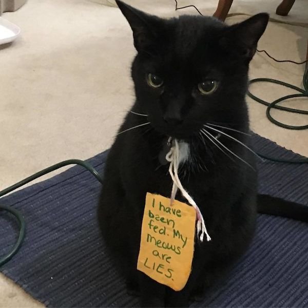 Shame On These Pets (29 pics)