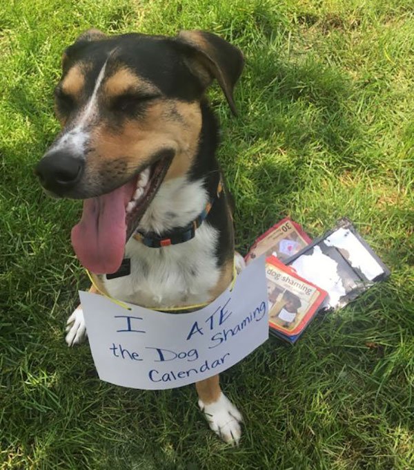 Shame On These Pets (29 pics)