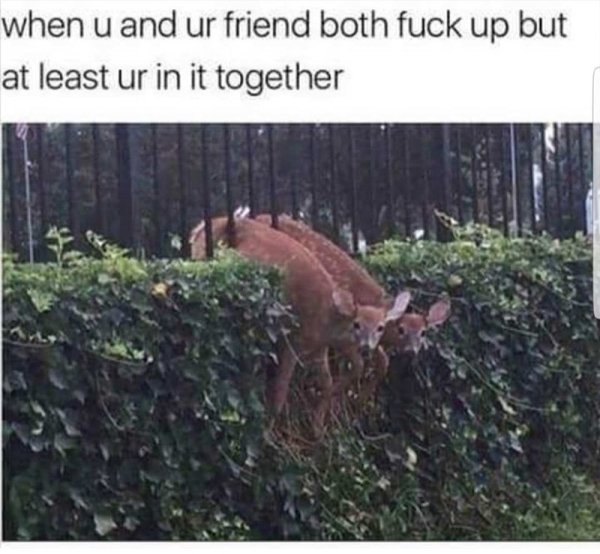 Best Friends Memes (26 pics)