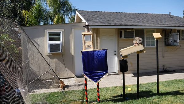 This Guy Built An Attraction For Squirrels (31 pics)