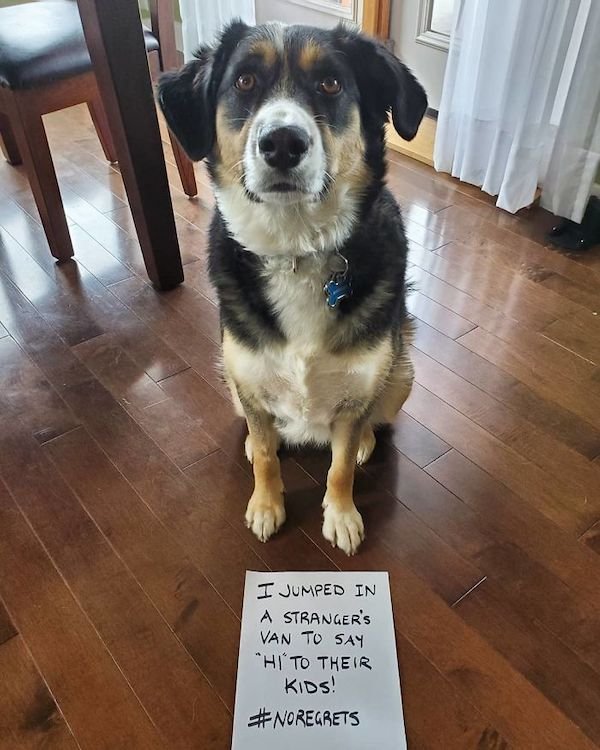 Shame On These Pets (29 pics)