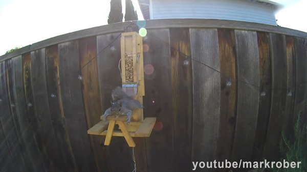 This Guy Built An Attraction For Squirrels (31 pics)