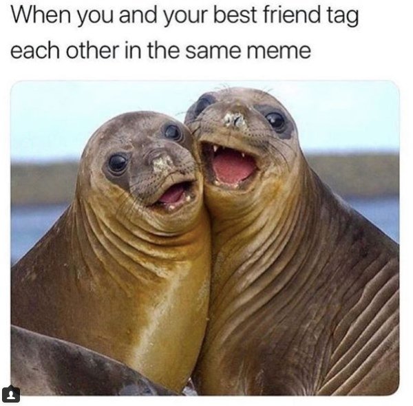 Best Friends Memes (26 pics)