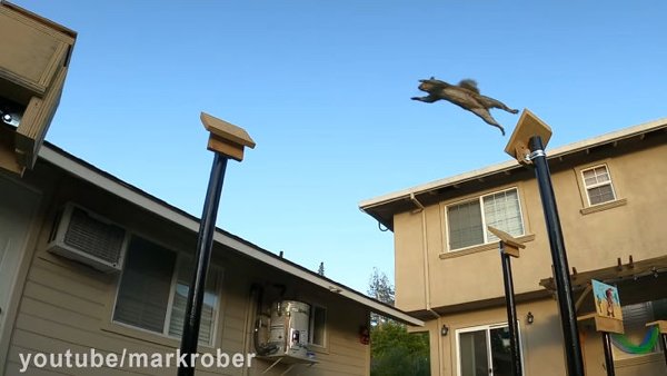 This Guy Built An Attraction For Squirrels (31 pics)