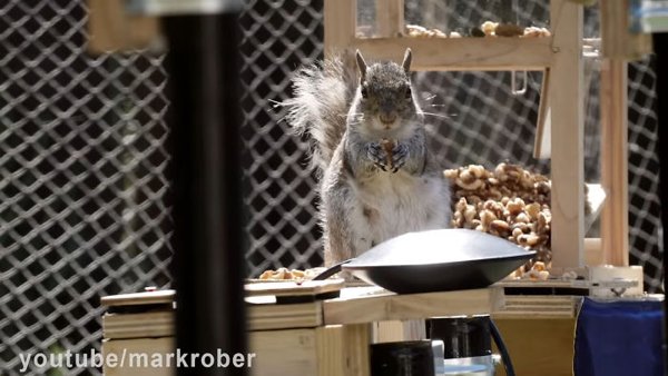 This Guy Built An Attraction For Squirrels (31 pics)