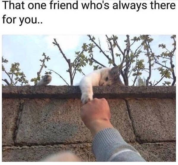 Best Friends Memes (26 pics)