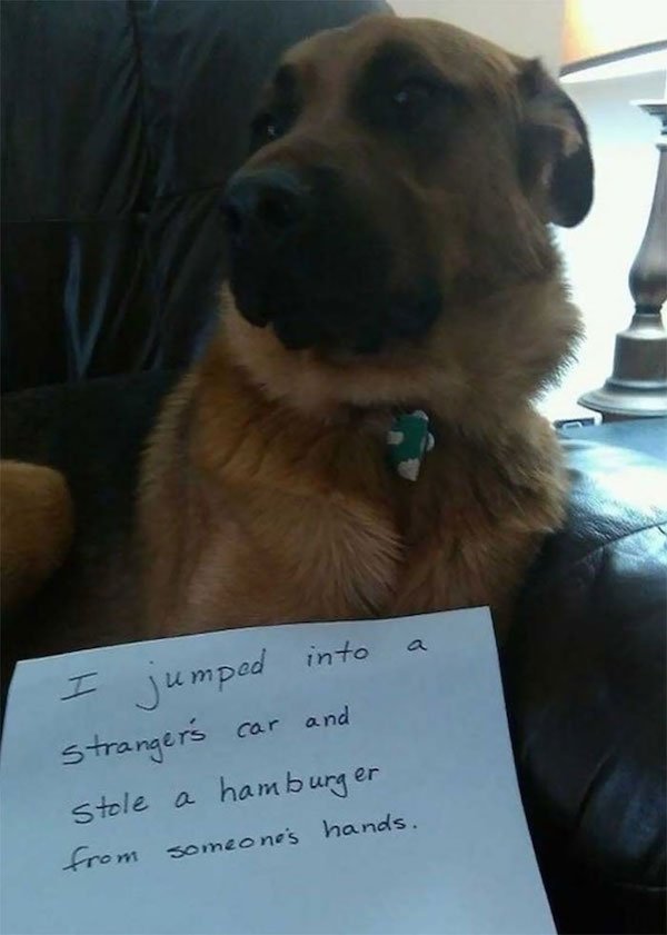 Shame On These Pets (29 pics)
