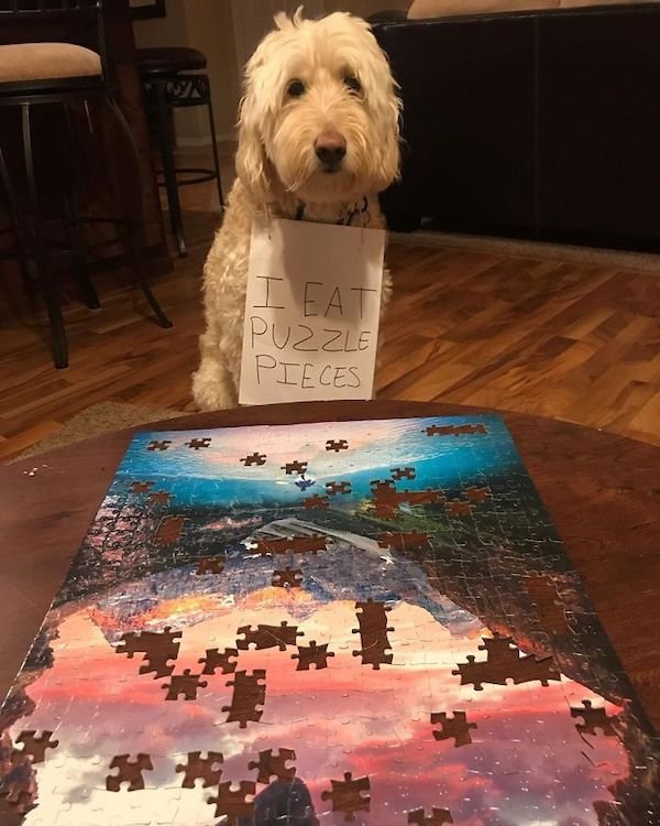 Shame On These Pets (29 pics)